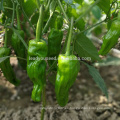 P32 Jubar madurez temprana tamaño grande piel fina semillas de pimiento verde híbrido